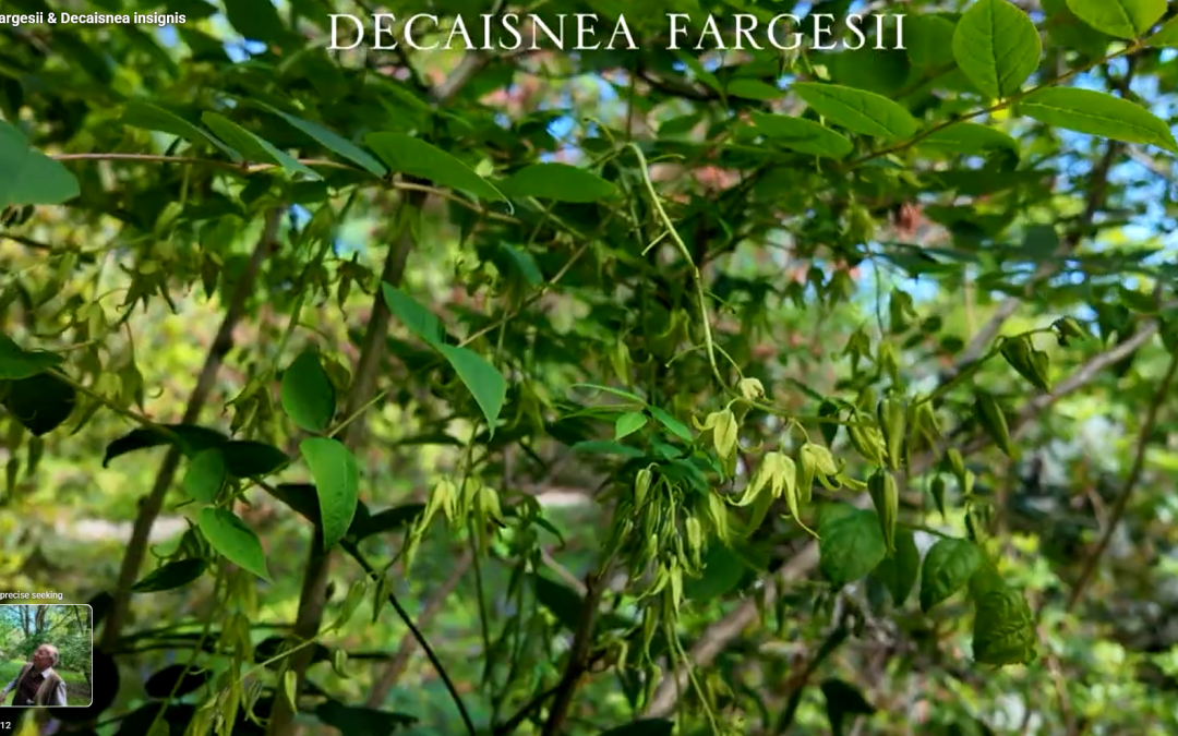 Decaisnea fargesii
