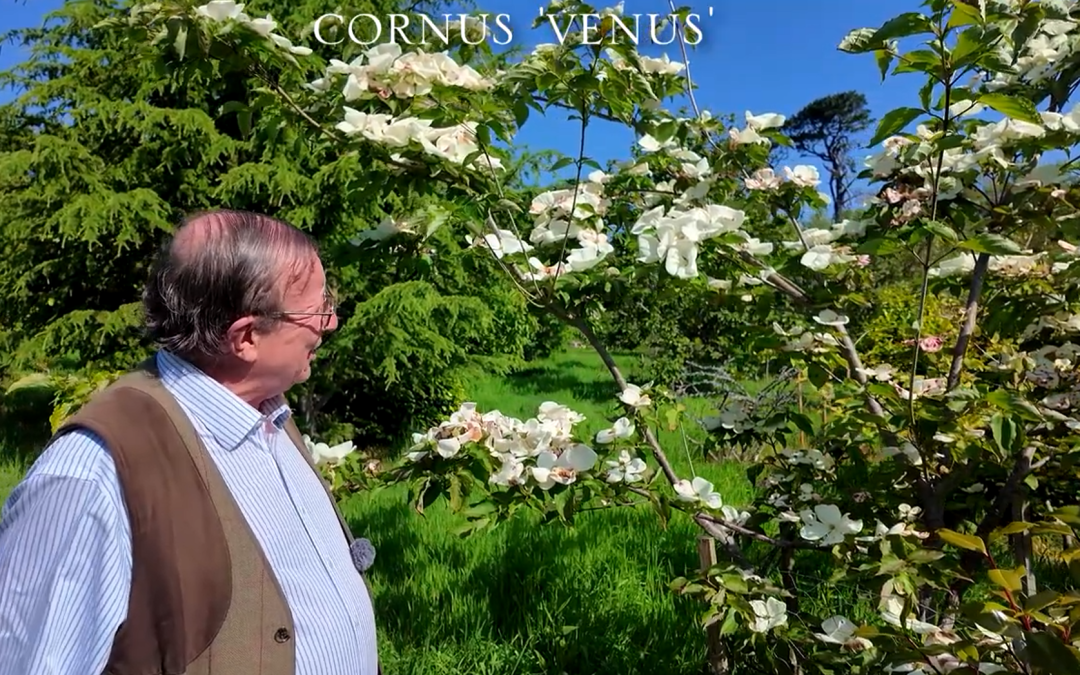 Cornus 'Venus'