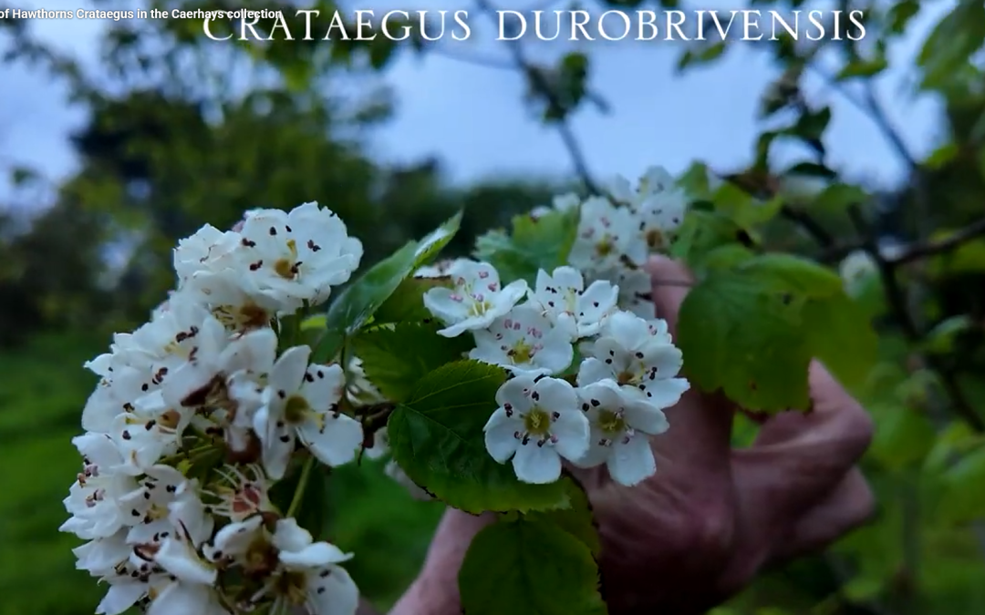 Crataegus durobrivensis