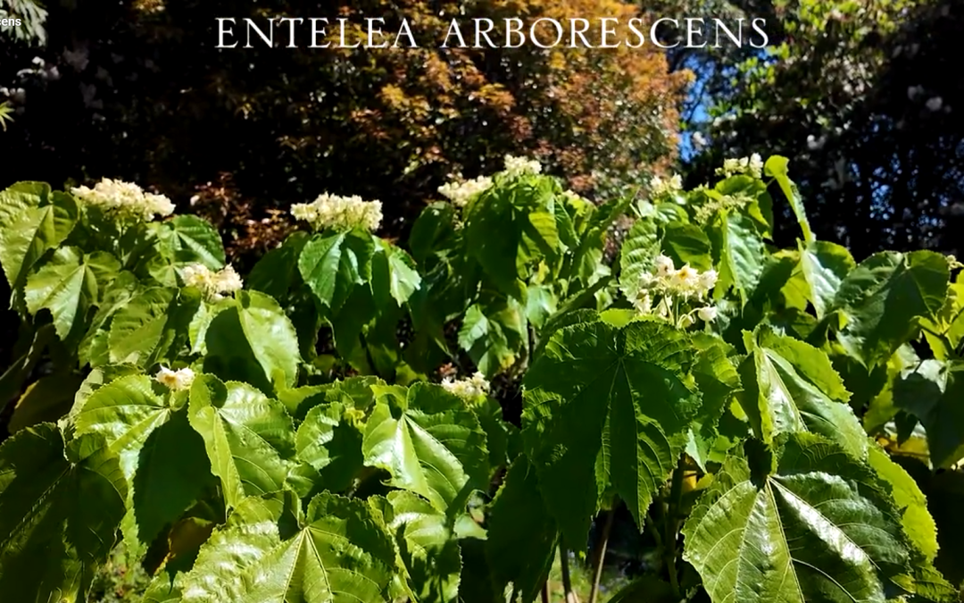Entelea arborescens
