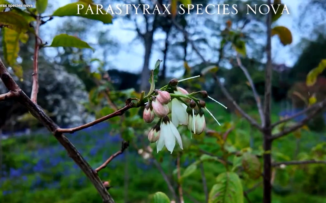 Parastyrax nova