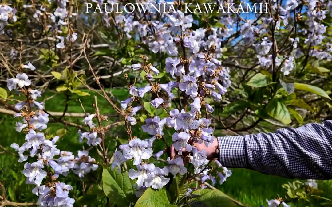 Paulownia kawakamii