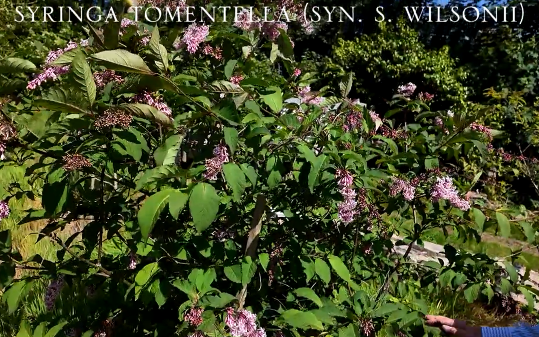 Syringa tomentella