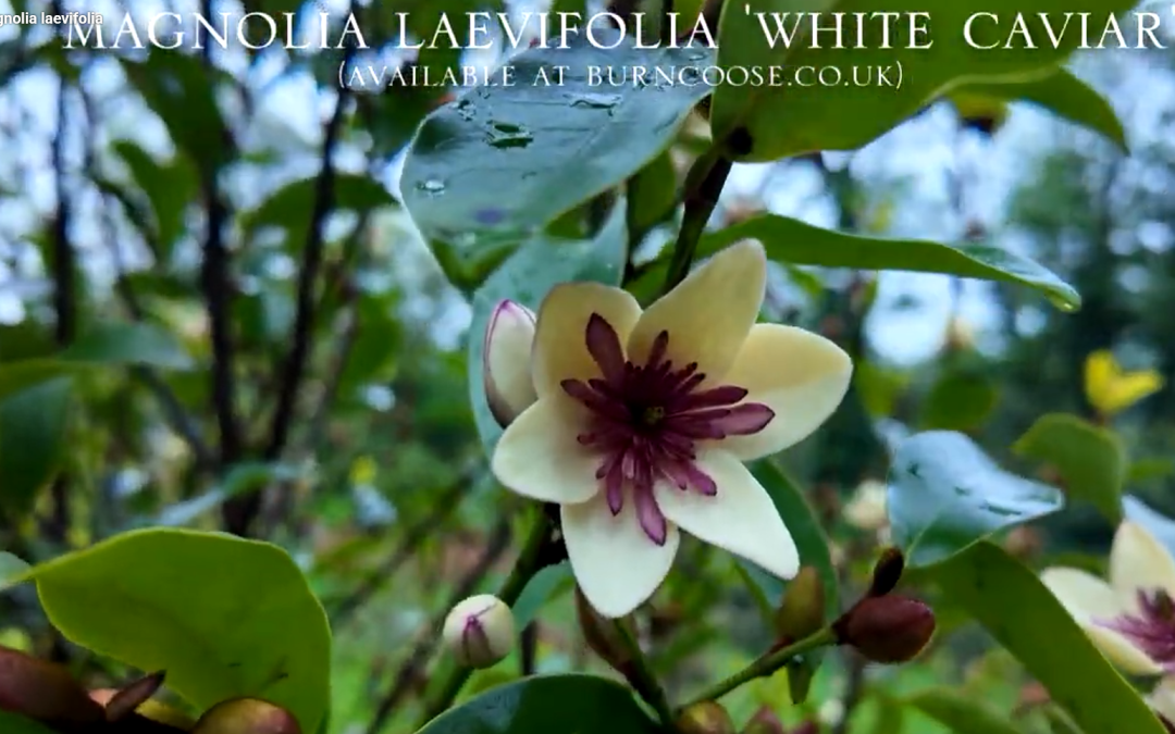 Forms of Magnolia laevifolia