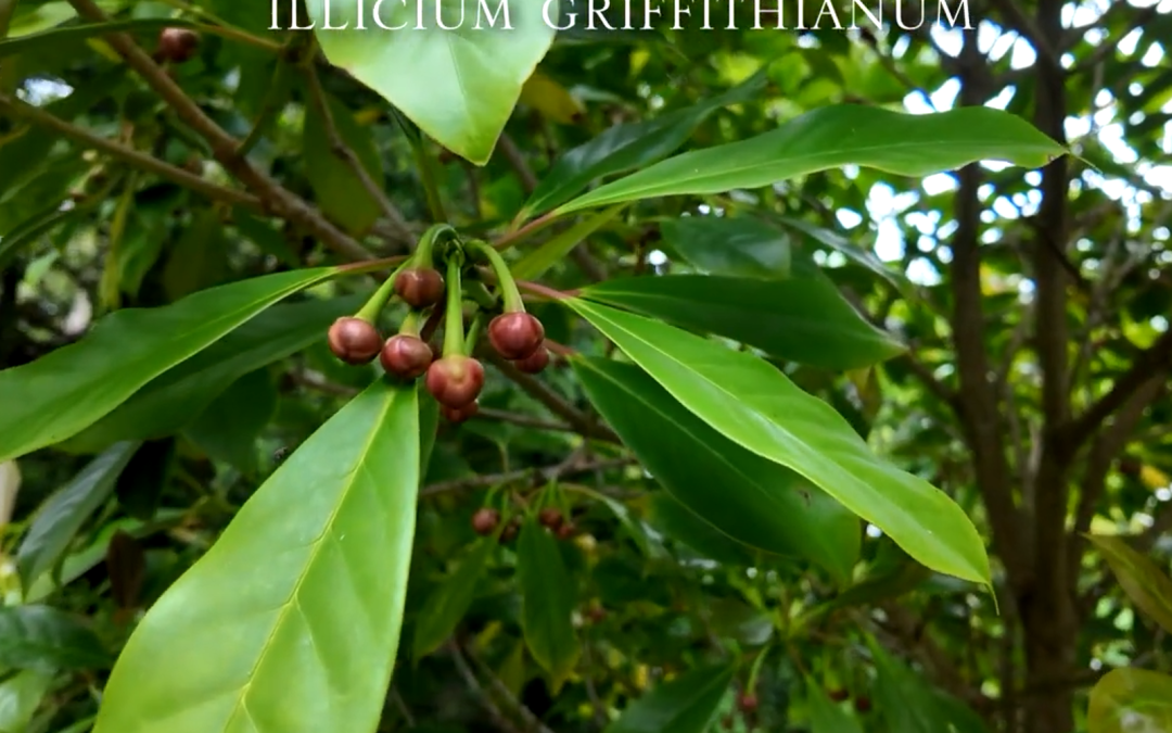Illicium griffithianum