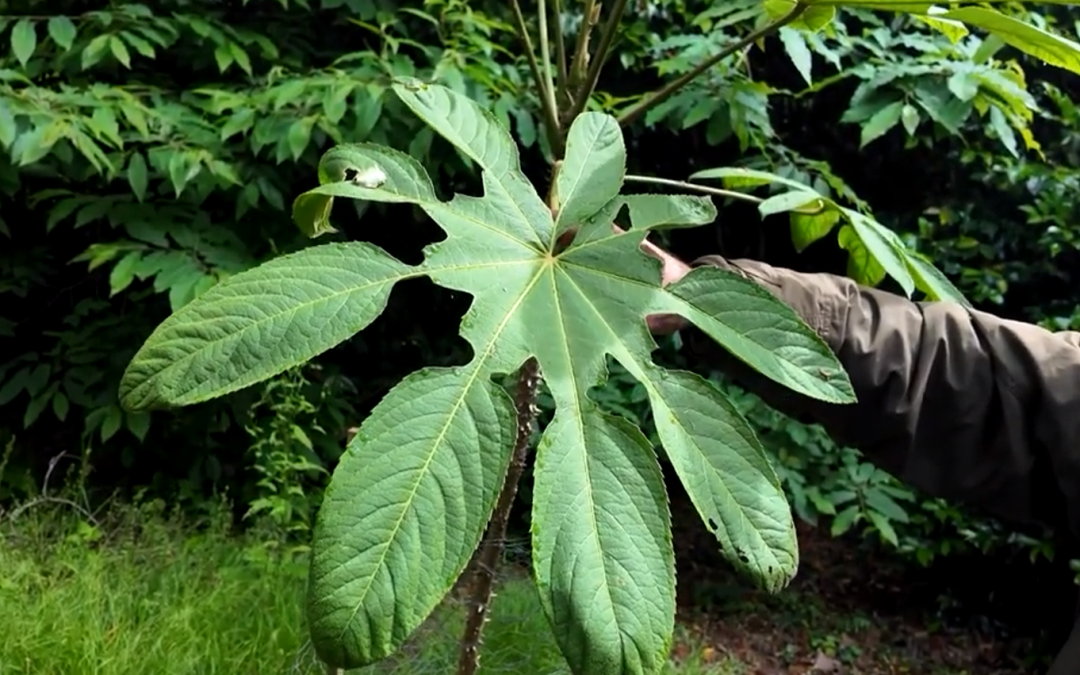 Brassaiopsis mitis