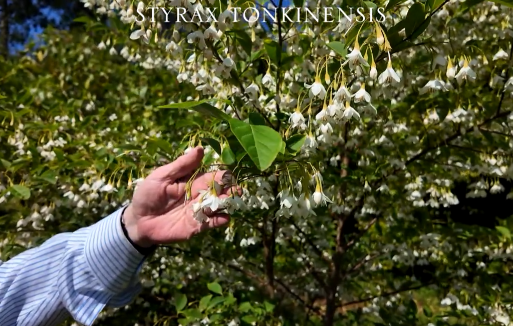 Styrax tonkinensis | Caerhays Estate