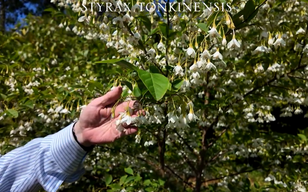 Styrax tonkinensis