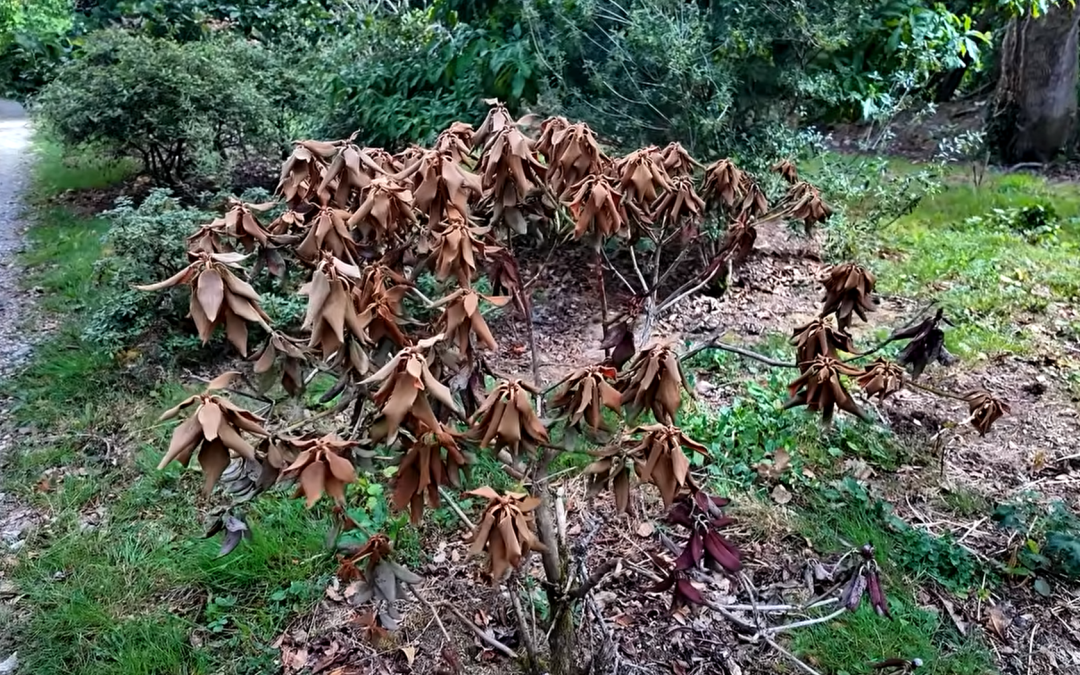 Drought damage