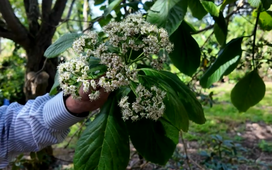 Ehretia dicksonii