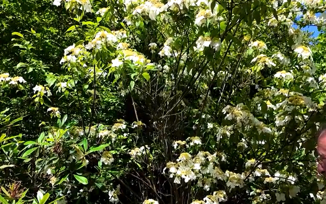 Hydrangea 'Golden Crane'