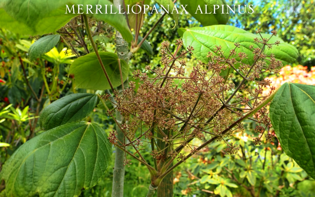 Merilliopanax alpinus