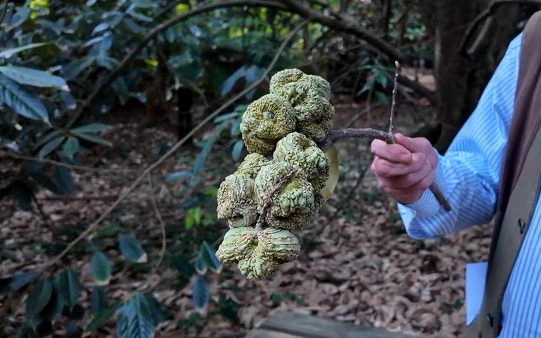 Lithocarpus pachyphyllus