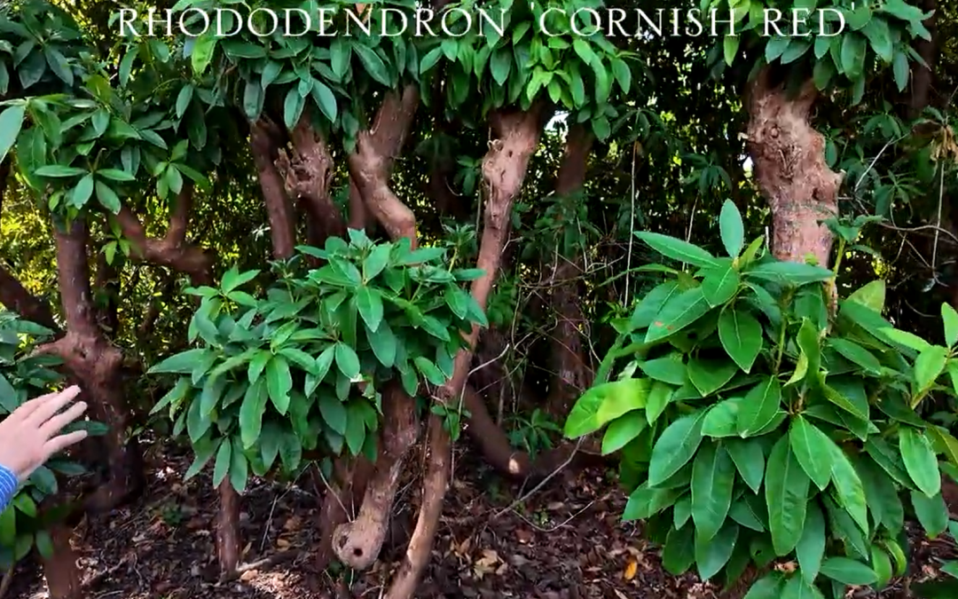 New growth on Rhodie