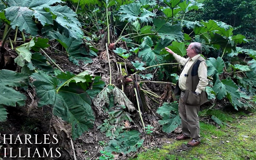 gunnera