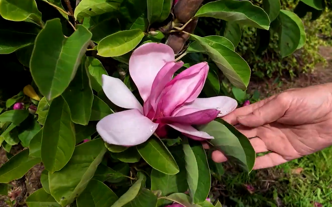 Magnolia 'Yakeo'
