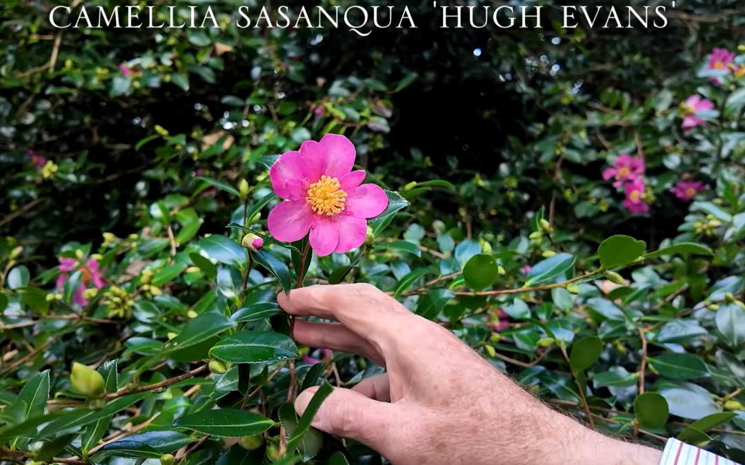 Camellia sasanqua 'Hugh Evans'