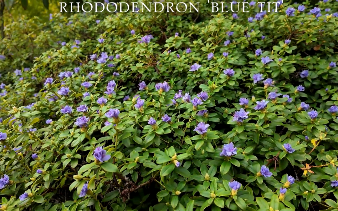 Rhododendron ‘Blue Tit’