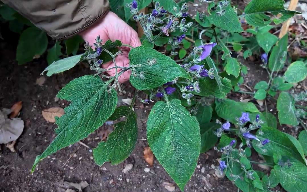 Three species of Strobilanthes