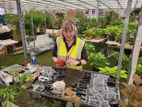 Louisa doing the plant labels