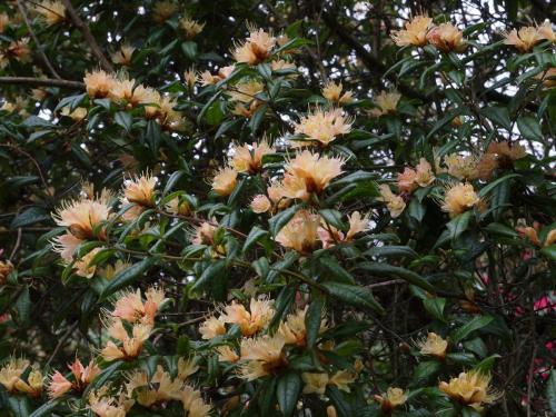 Rhododendron 'Crossbill'