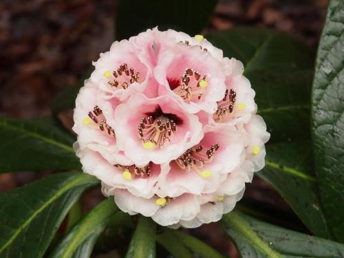 Rhododendron 'Lord Rudolph'
