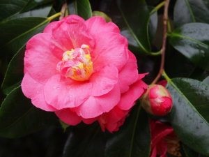 Camellia japonica ‘Lady Clare’