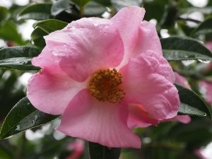 Camellia saluenensis (darker form)