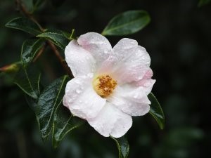Camellia saluenensis (pale form)