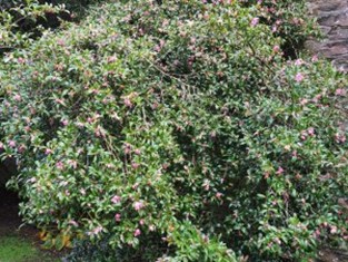 Camellia sasanqua No. 1
