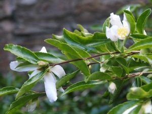 Camellia sasanqua No. 2