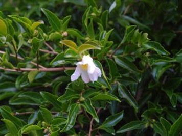 Camellia sasanqua No. 2