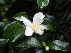 Camellia sasanqua No. 3
