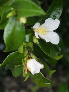 Camellia sasanqua No. 3