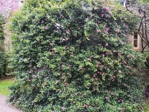 Camellia sasanqua No. 4