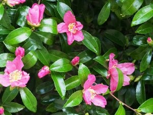 Camellia sasanqua No 4