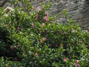 Camellia sasanqua No. 4