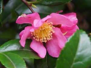 Camellia sasanqua No. 5