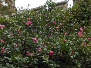 Camellia sasanqua No. 5