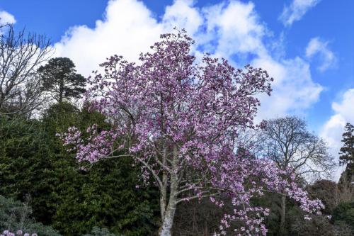 Magnolia garden drone flyovers