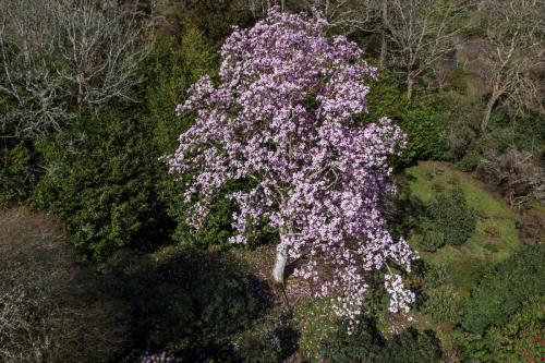 Magnolia garden drone flyovers