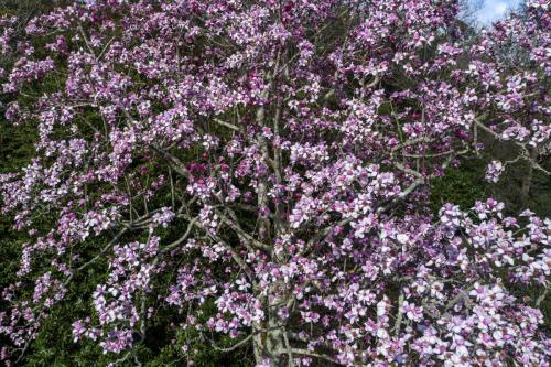 Magnolia garden drone flyovers