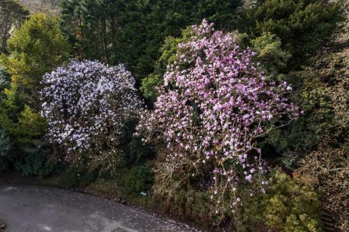 Magnolia garden drone flyovers