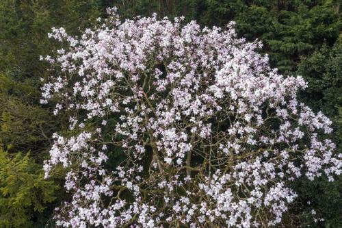 Magnolia garden drone flyovers