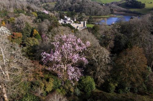Magnolias at the Castle