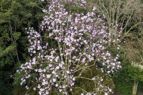 Magnolia garden drone flyovers