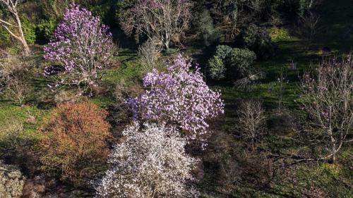 Magnolia garden drone flyovers