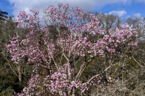 Magnolia garden drone flyovers