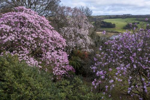 Magnolia garden drone flyovers