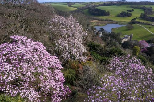 Magnolia garden drone flyovers